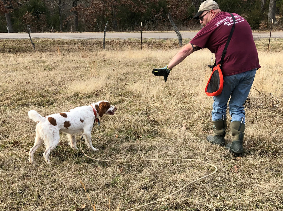American Brittany Puppies for Sale, Gun Dogs, Bird Hunting Dogs, Texas